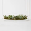 Succulent Assortment In Wood Tray