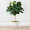 Fiddle Leaf Tree In Bowl