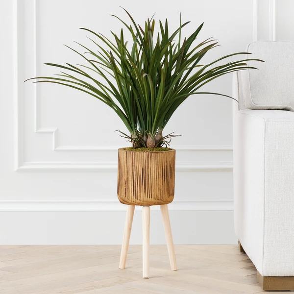 Areca In Wood Stand - Image 2