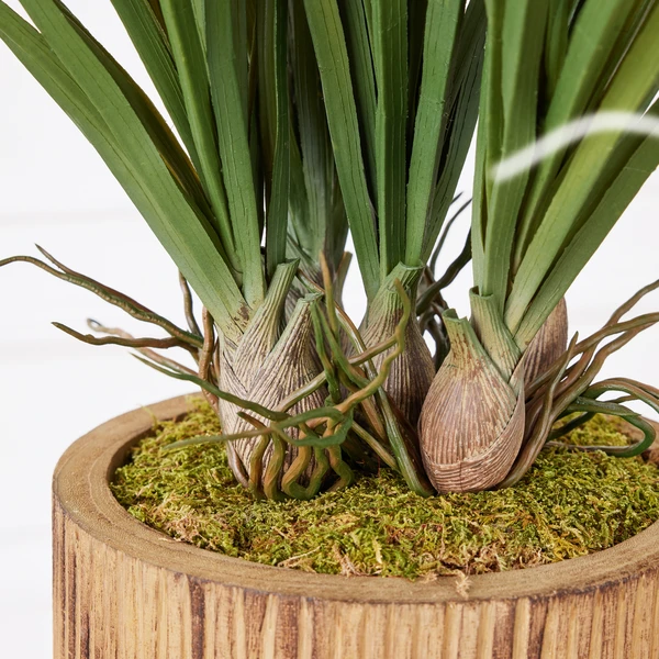 Areca In Wood Stand - Image 3