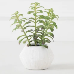 Tree Succulents In Planter