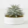 Succulent In White Round Pot