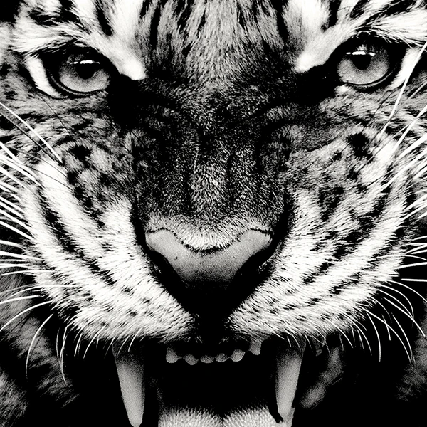 Wild Tiger - Image 3